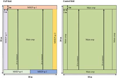 Impact of the “Farming With Alternative Pollinators” Approach on Crop Pollinator Pollen Diet